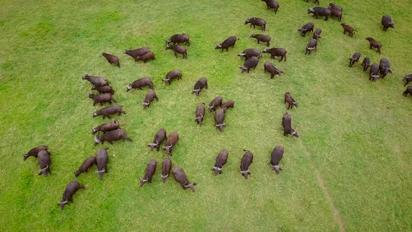 Aerial view of a buffalo herd in Tanzania.