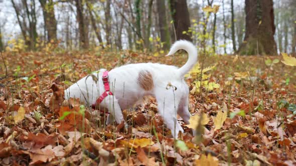 Dog Walks at Autumn Park