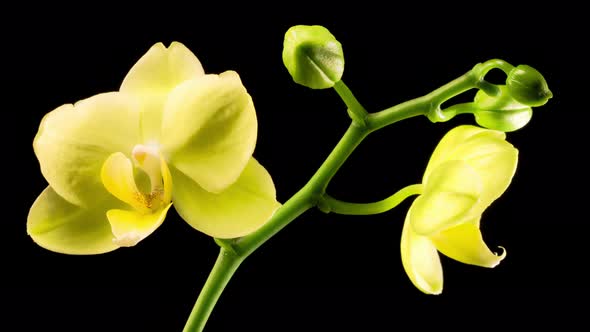 Blooming Yellow Orchid Phalaenopsis Flower