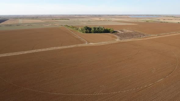 Vast Soy Bean Field Ready For Harvest