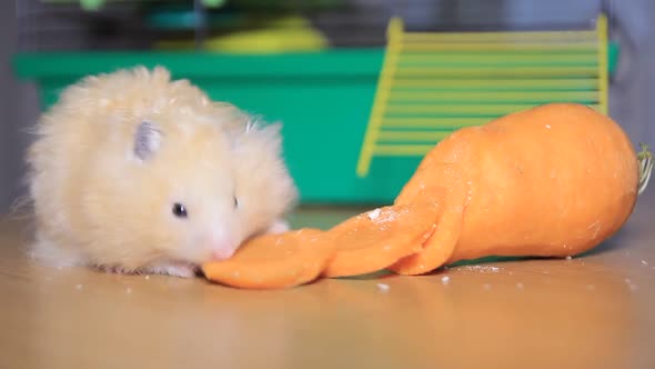 Hamster Eats Carrots