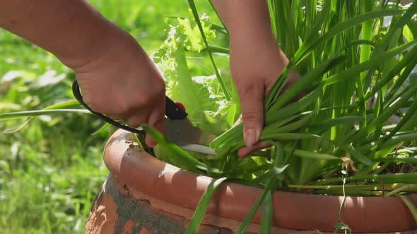 The Female Hand is Cutting Off Fresh Green Onion Spears with the Scissors