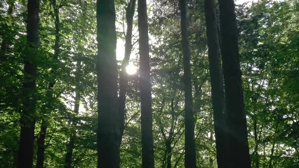 Sun And Forest