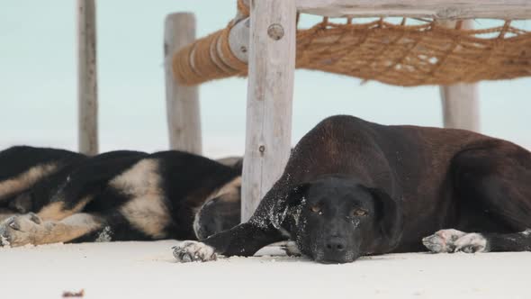 Two Stray Dogs Lie on a Sandy Beach Under Sun Loungers By the Ocean Zanzibar