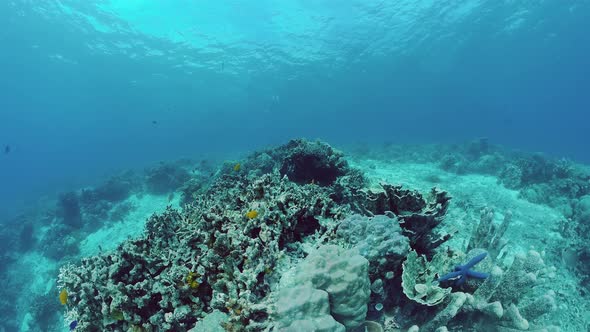 Coral Reef and Tropical Fish. Panglao, Philippines.