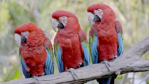 Close up shot of red and green macaws, ara chloropterus; the colorful trio perched close to each oth