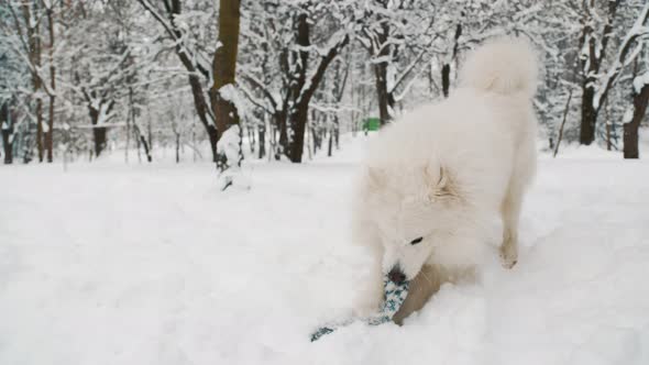 Samoyed Dog in the Park