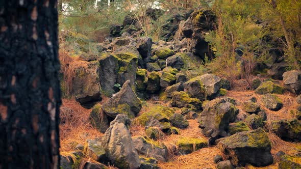 Rocky volcanic landscape high in forest on Tenerife in Canary Islands. Orange pine needles blanket t