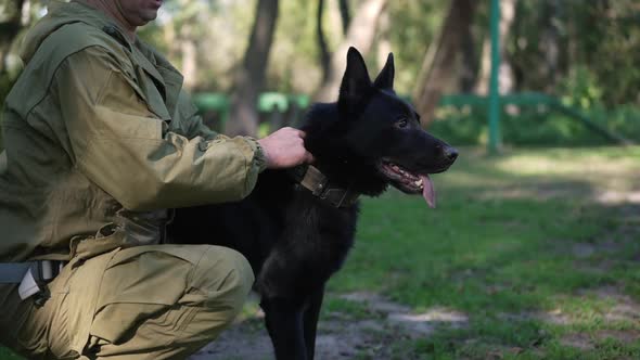 Unrecognizable Trainer Holding Collar of Black German Shepherd Looking Away with Tongue Out