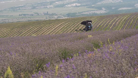 Lavender Harvest