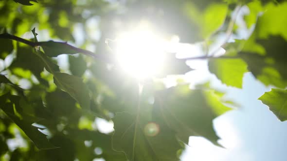 Sun Light Shining Through Leaves