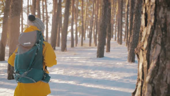 Rear View of a Woman Travels Through an Winter Pine Forest with a Backpack