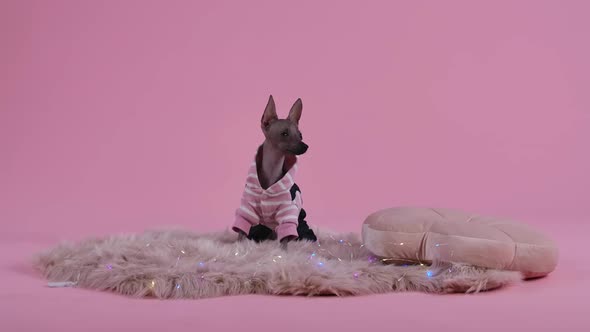 Xoloitzcuintle in a Black and Pink Jumpsuit Sits on a Fur Blanket Next To an Animal Pillow