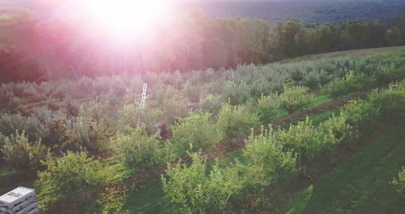 Aerial camera slowly backing up showing immigrant farmhands picking ripe apples in an orchard at sun