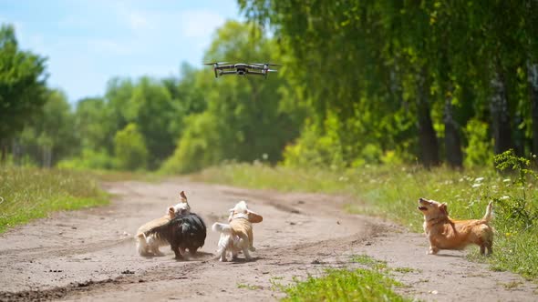 Dogs jumping outdoors. Funny pets bark on the drone flying in the air and try to catch it. Group of 