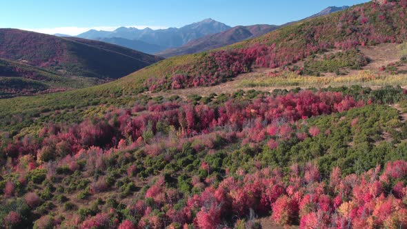 Aerial view of Fall color over forest