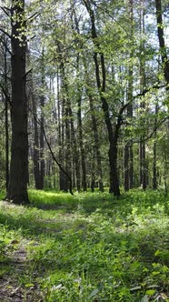 Vertical Video of Green Forest During the Day