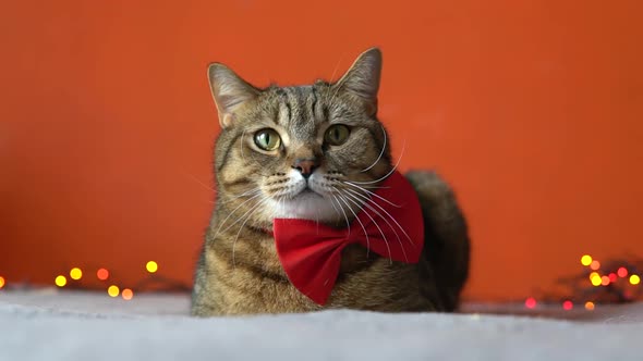 Cat with a bowtie lying and looking to camera, waiting for new year holidays celebration