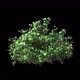 Growing Bush 01 - VideoHive Item for Sale