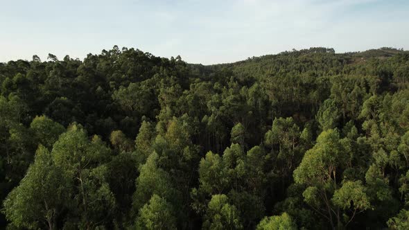 Aerial View Magical Forest