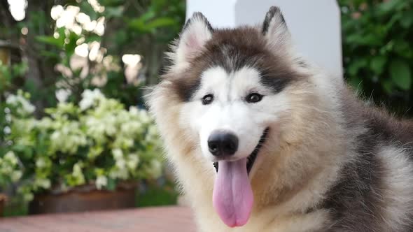 Close Up Of Siberian Husky Dog Slow Motion