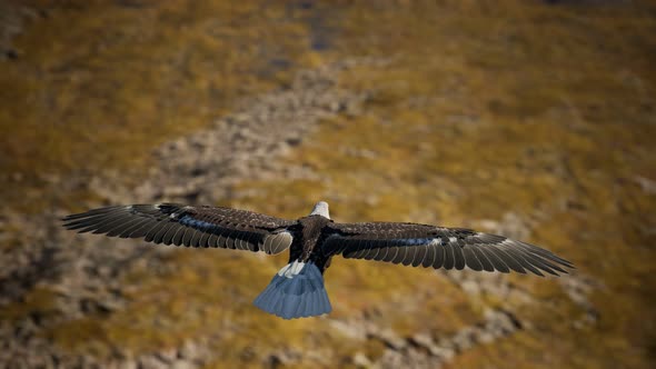 Slow Motion American Bald Eagle in Flight Over Alaskan Mountains