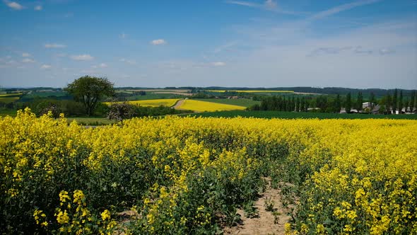 Large Flowering Field of Mustard By the Hand of a Male Farmer