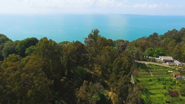 Green Hillsides of Botanical Garden in Batumi Georgia with Black Sea at Back