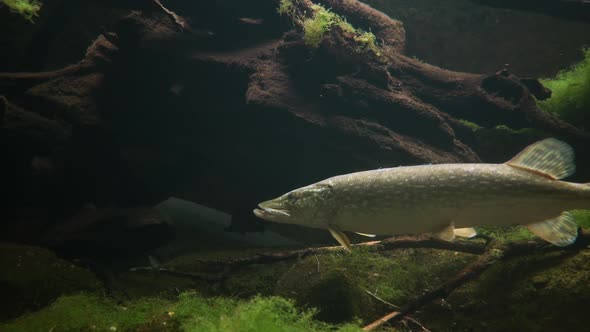 Close up prores shot of wild Pike Fish swimming in clear water between coral and moss