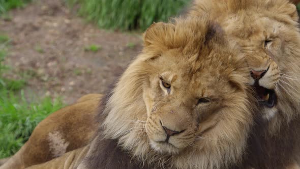 lion brothers playfully fight slow motion