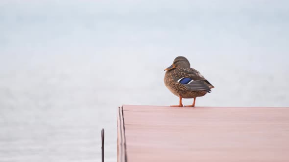 Lonely Wild Duck Resting on Lake Shore Wooden Pier