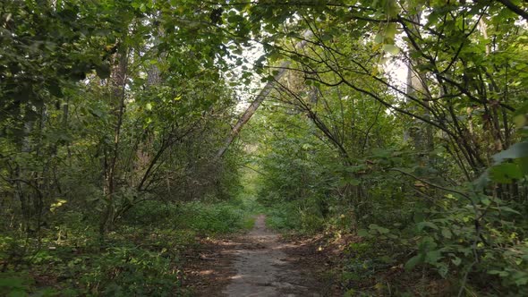 Trees in the Forest on an Autumn Day