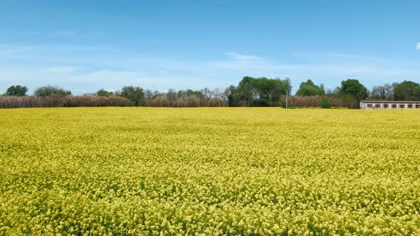 Aerial View of Colorful Raps Field in Sunny Spring