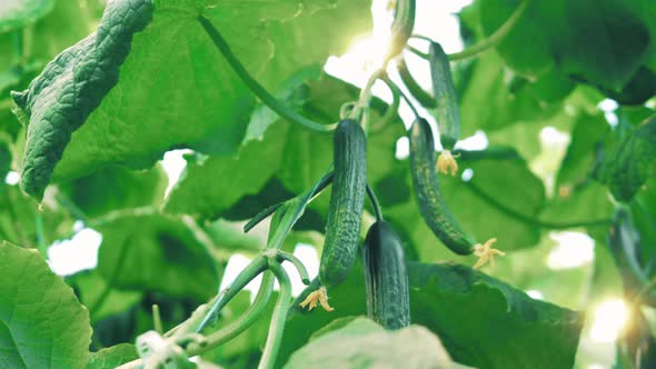 Small Cucumbers Growing on Plant