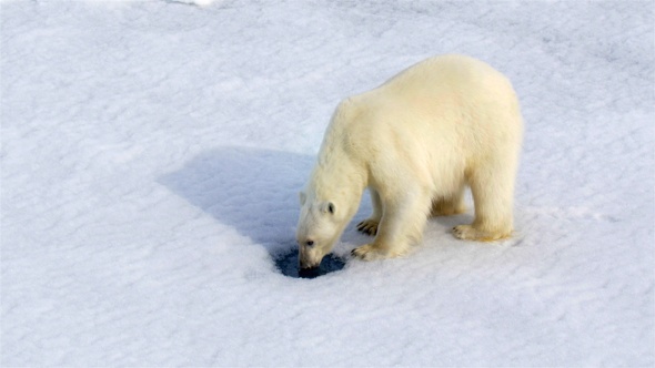 Polar Bear Drinking from water hole in Antarctica