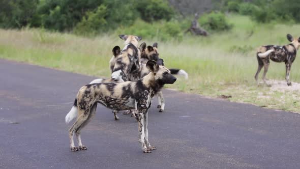 Wild Dogs play on paved road in Kruger National Park in South Africa