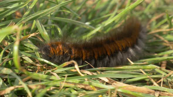 Macro closeup of a Fox Moth caterpillar on thee on a sunny day. Struggling through the blades of gra