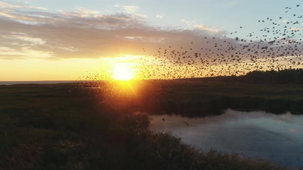 Flock Of Birds Swarming