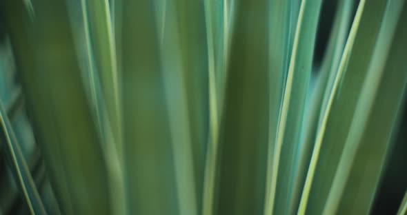 Close up of blue agave plant outside, shallow depth of field. BMPCC 4K