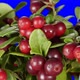 Cowberry Berries Seamless Rotation With Alpha Channel - VideoHive Item for Sale