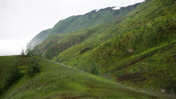 Small Green Trees on Hills in Fog