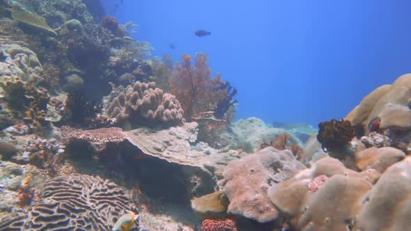 gliding through a coral reef with lots of diversity. hard corals, sea fans and soft coral with fish