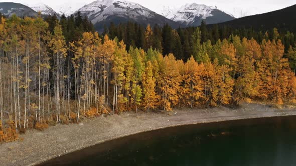 Yellow Autumn Aspen Tree Leaves