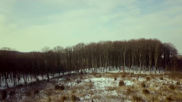 Aerial view of bare winter forest.