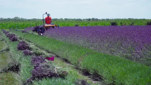 Lavender is Cut with a Tractor Into Small Bunches
