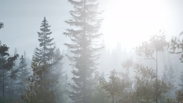 Misty Nordic Forest in Early Morning with Fog