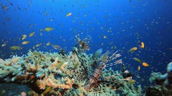 Underwater Seascape Lionfish
