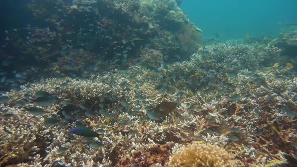 Coral Reef and Tropical Fish Underwater