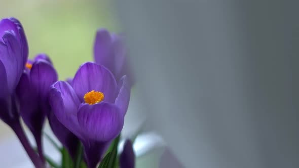 Beautiful Bright Flowers of Purple Crocus Closeup on the Windowsill