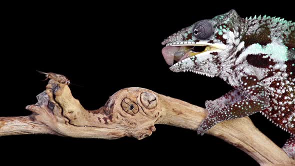 Chameleon Catching and Eating Slow Motion